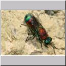 X-Chrysis viridula - Goldwespe 06b 8-9mm Tongrube-OS-Wallenhorst.jpg